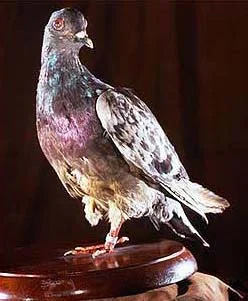 Foto di Cher Ami