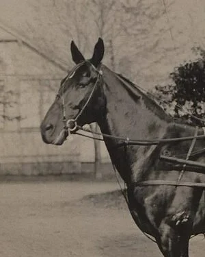 Dan Patch attaccato al sulky in una fotografia del 1905.